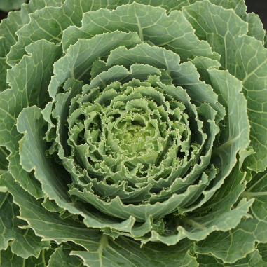 Cabbage 'Songbird White'