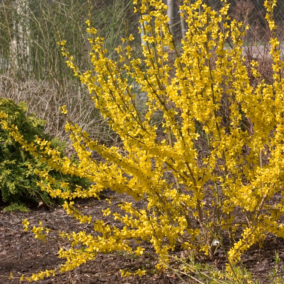 Forsythia x 'Mindor'
