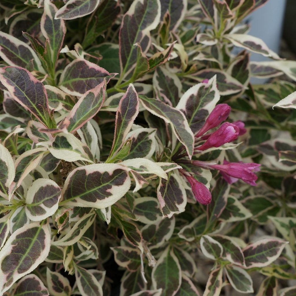 Weigela florida 'Verweig'