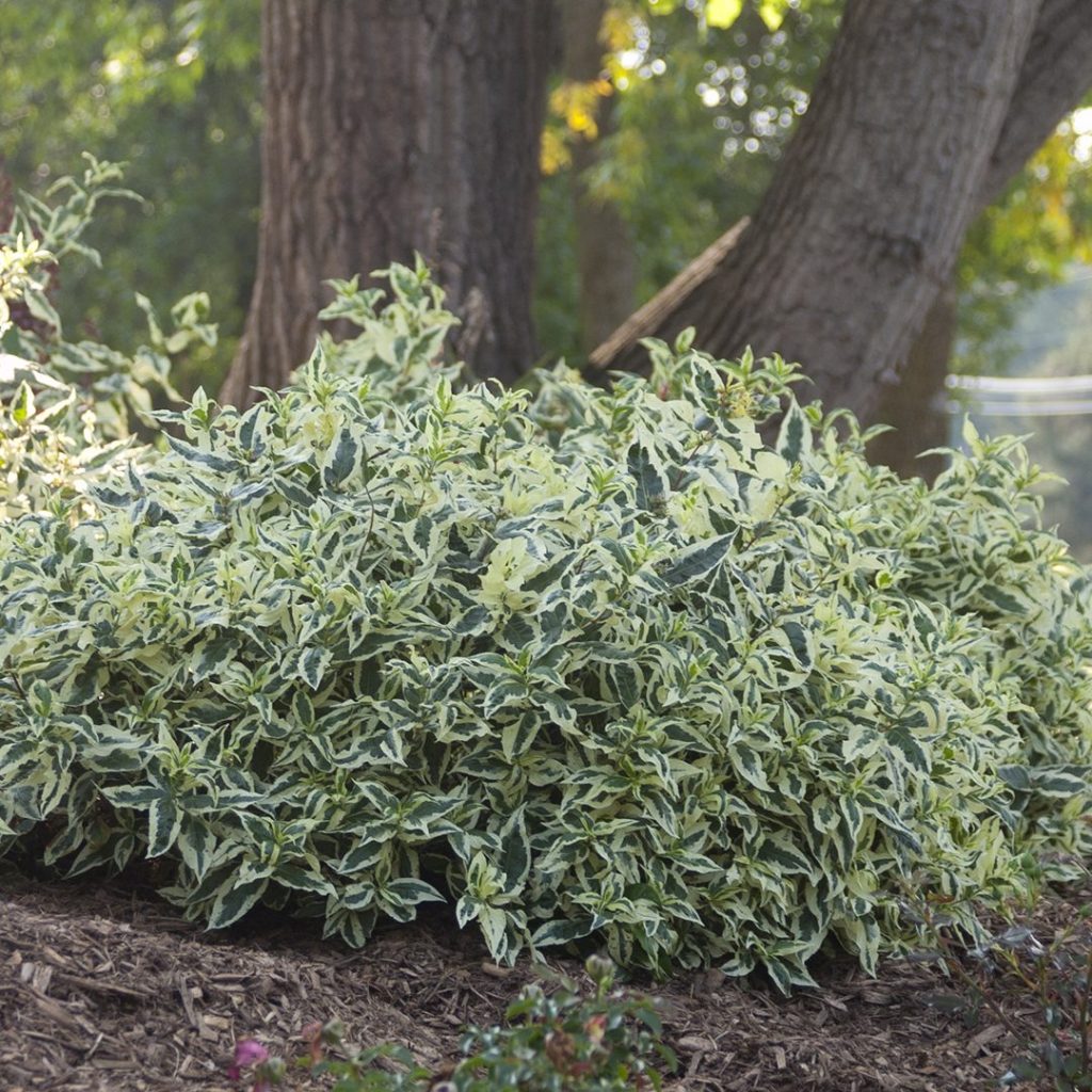 Diervilla sessilifolia 'LPDC Podaras'