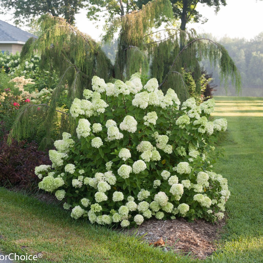 Hydrangea paniculata 'Jane'