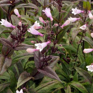 Penstemon 'Dark Towers'