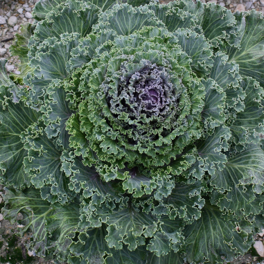 Kale Flowering Wavy Leaf Red