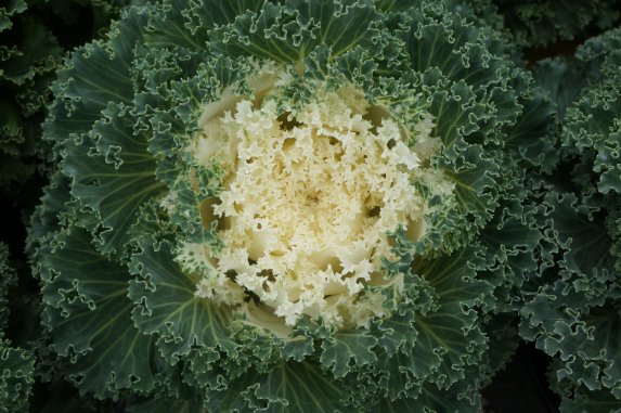 Kale Flowering Wavy Leaf White