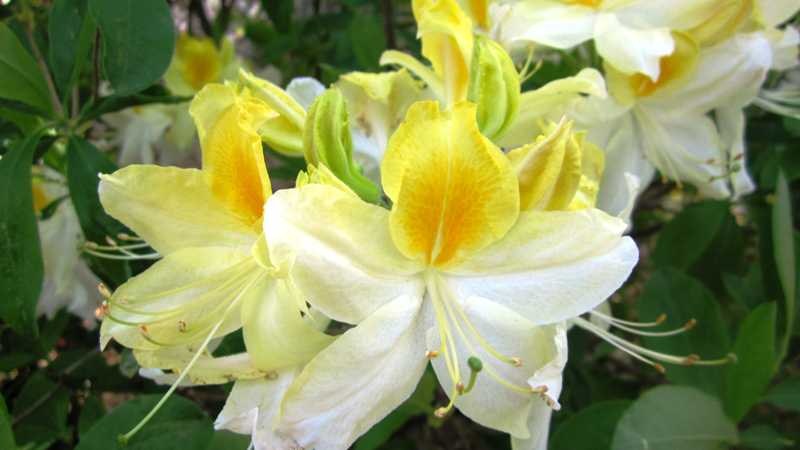 Rhododendron 'Northern Hi-lights'