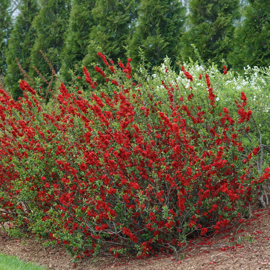 Chaenomeles speciosa 'Scarlet Storm'