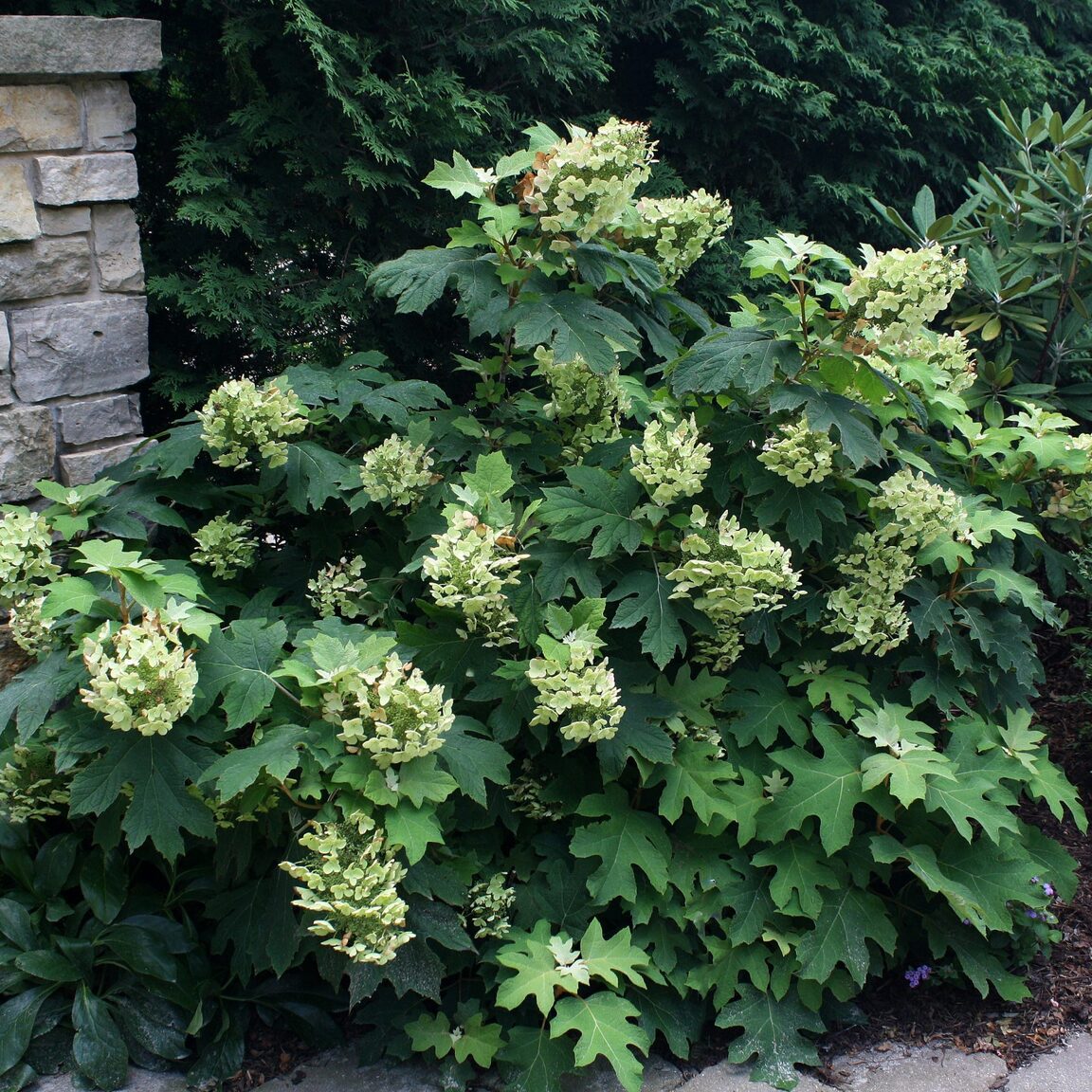 Hydrangea quercifolia 'Pee Wee'