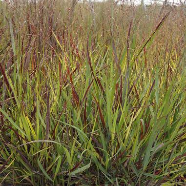 Panicum virgatum 'Cheyenne Sky'