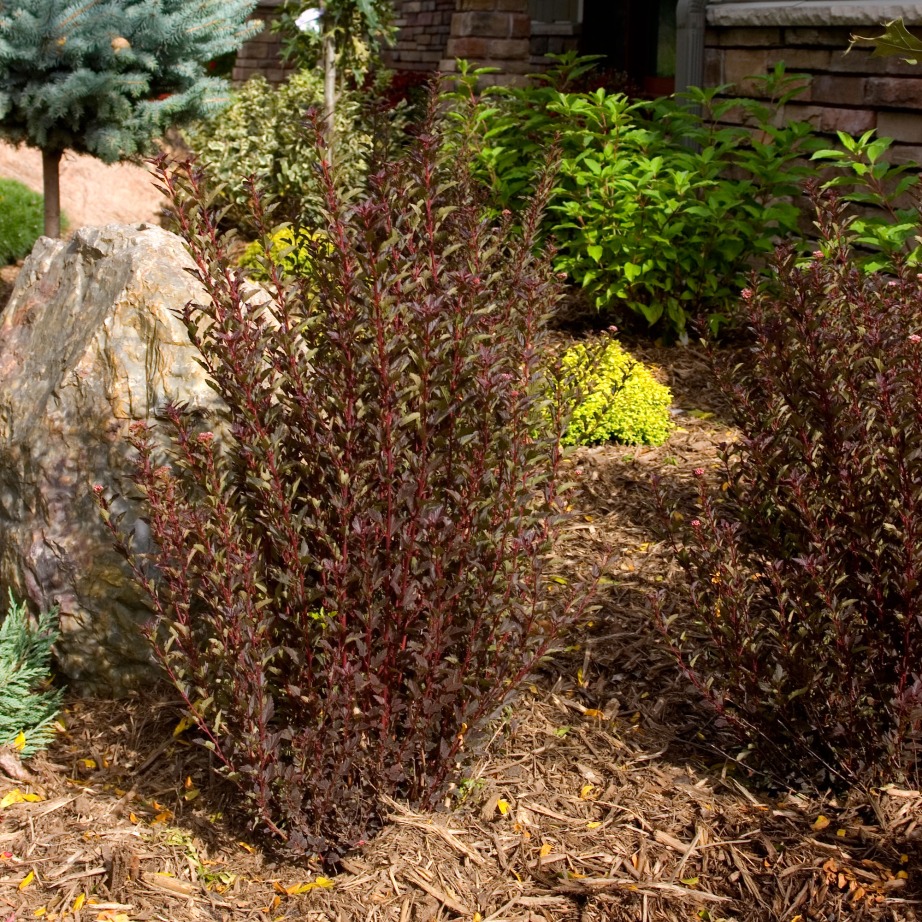 Physocarpus opulifolius 'Donna May'