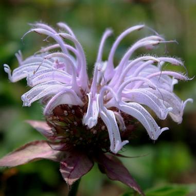 Monarda bradburiana