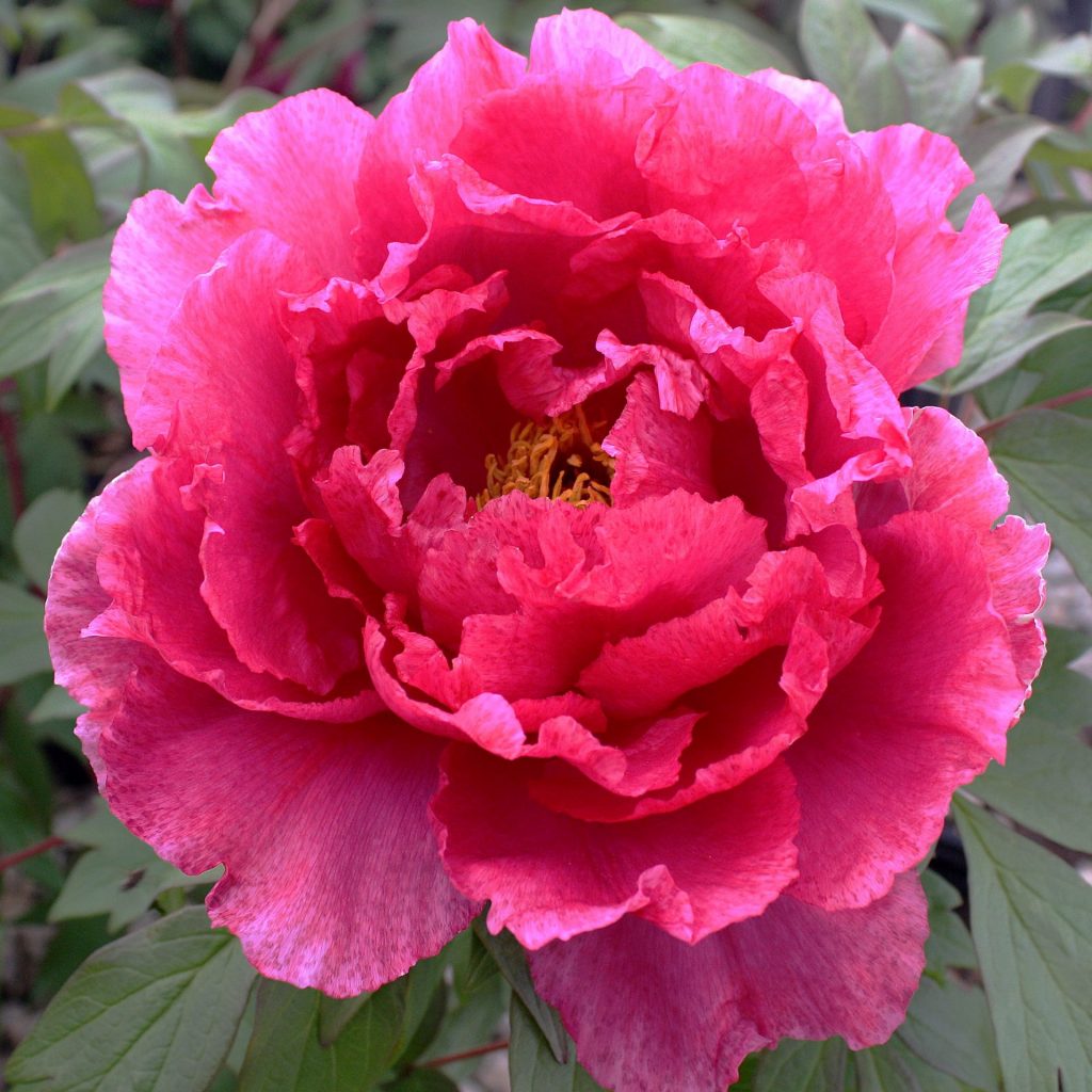 Paeonia suffruticosa