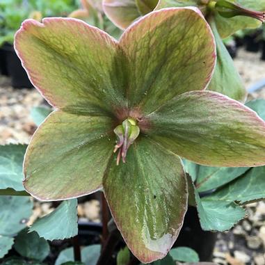 Helleborus 'Walhelivor'