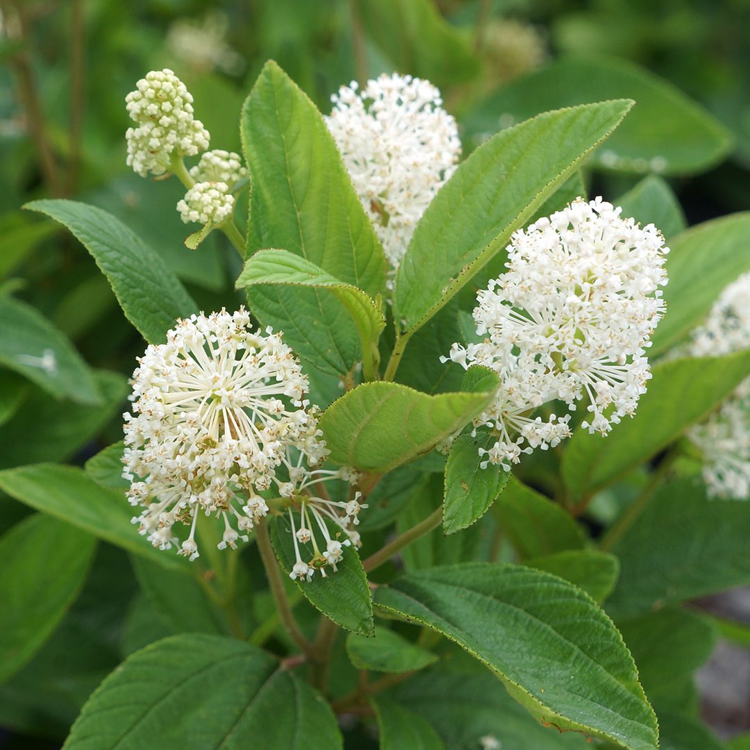 Ceanothus americanus