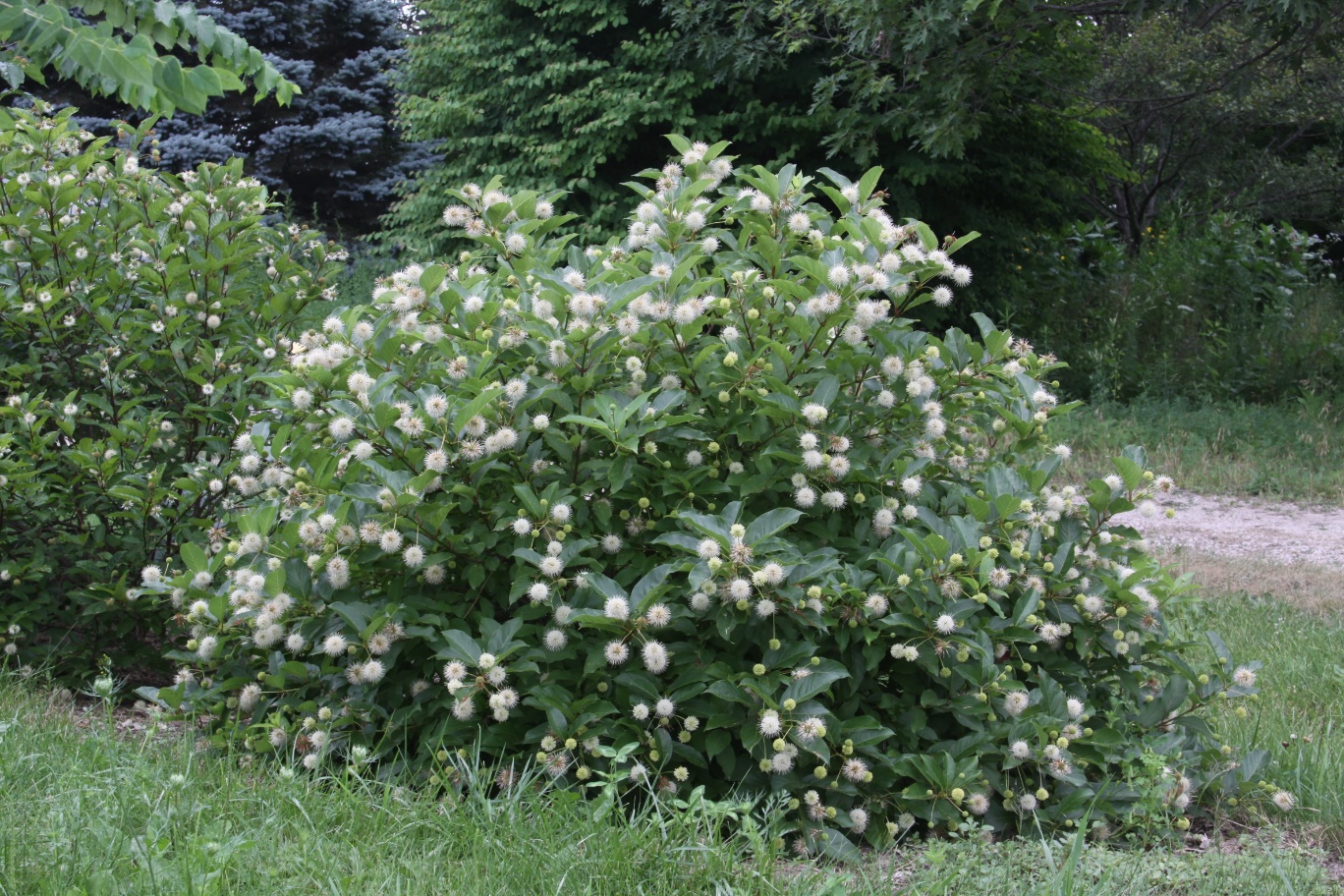 Cephalanthus occidentalis