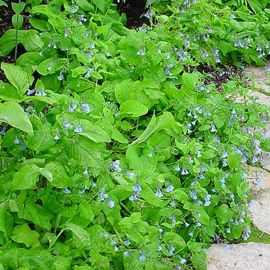 Mertensia virginica