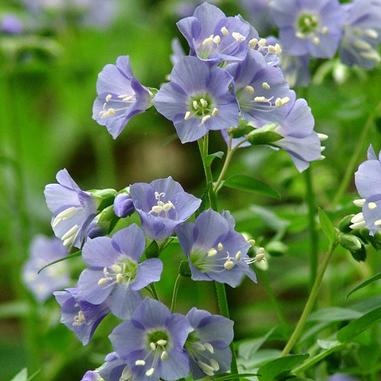 Polemonium reptans