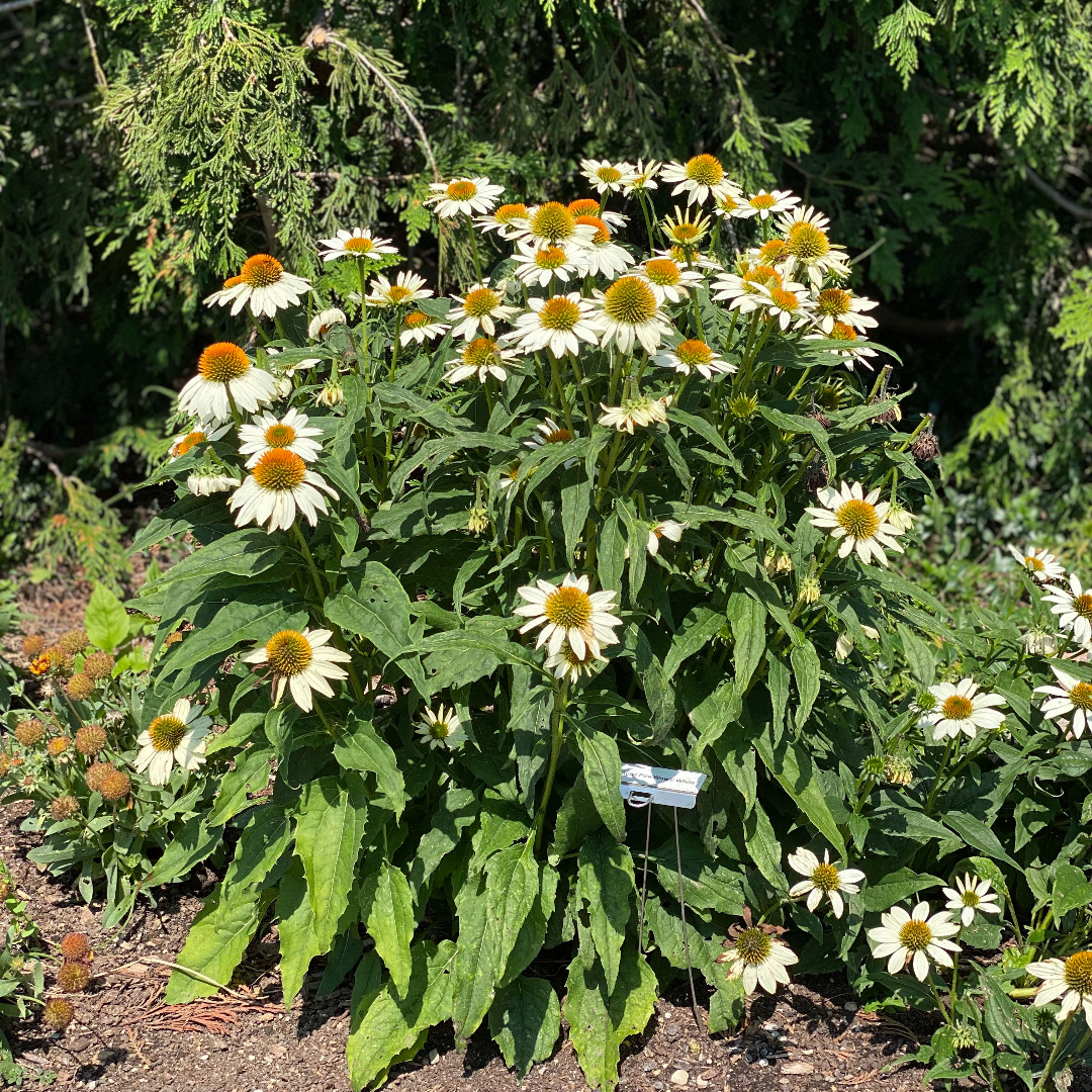 Echinacea purpurea 'PowWow White'