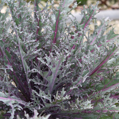 Kale Peacock Cut Leaf Red