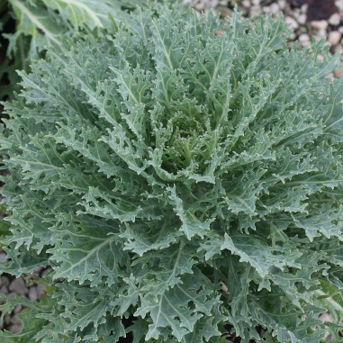 Kale Peacock Cut Leaf White