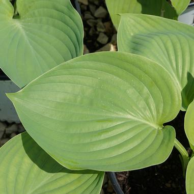 Hosta 'Empress Wu'