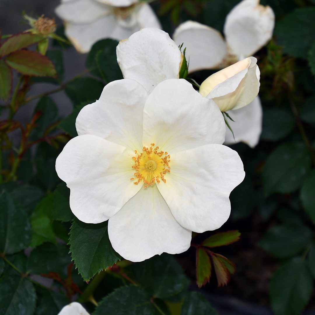 Rosa 'Radwhite'