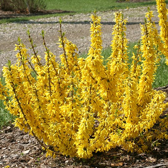 Forsythia 'NIMBUS'