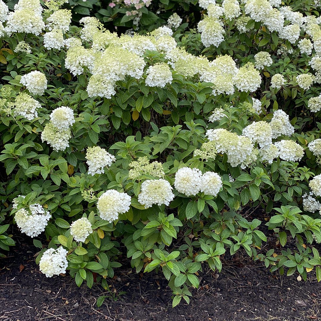Hydrangea paniculata 'ILVOBO'