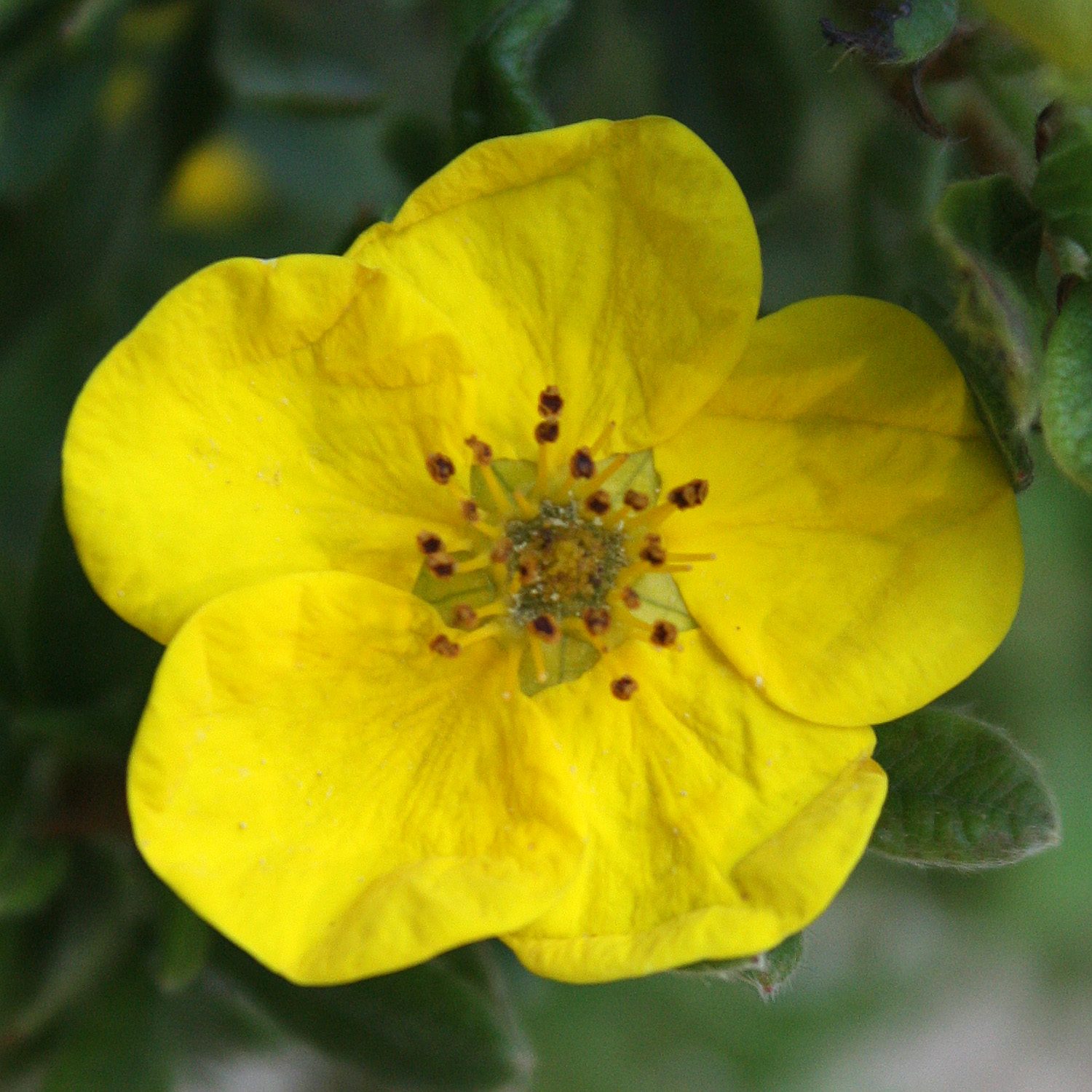 Potentilla fruticosa 'Lundy'
