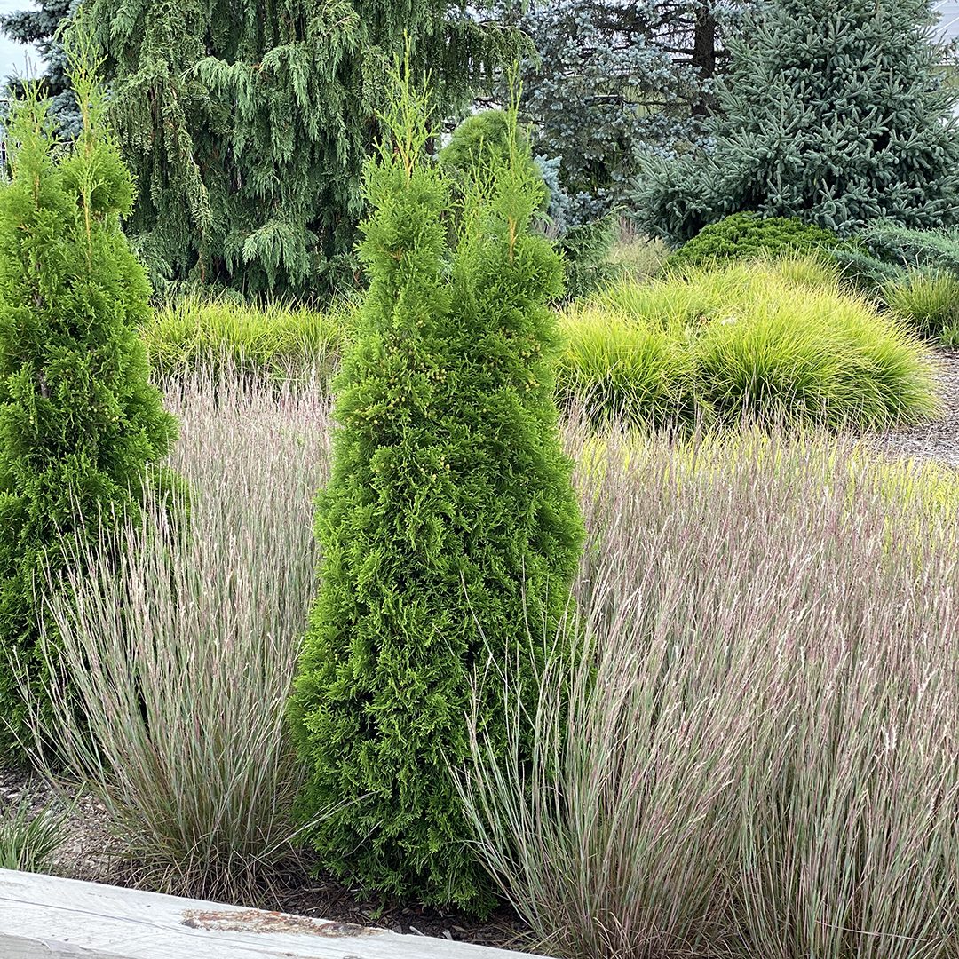 Thuja occidentalis 'Art Boe'