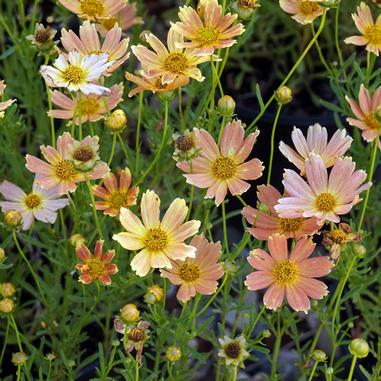 Coreopsis 'Novcorcar' (Creme Caramel)