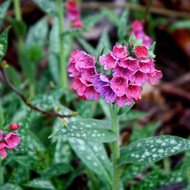 Pulmonaria 'Raspberry Splash'