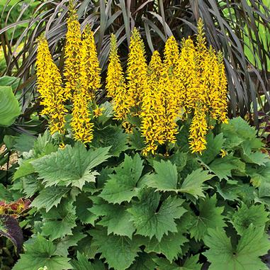 Ligularia 'Bottle Rocket'