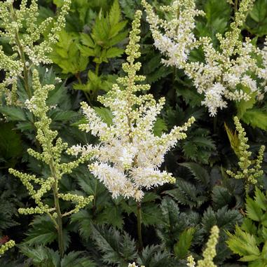 Astilbe chinensis 'Vision in White'