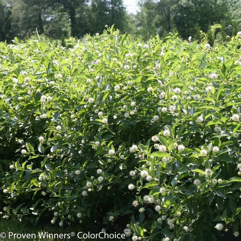 Cephalanthus occidentalis 'SMCOSS'