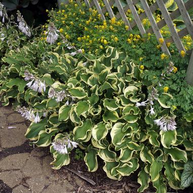 Hosta 'Wheee!'