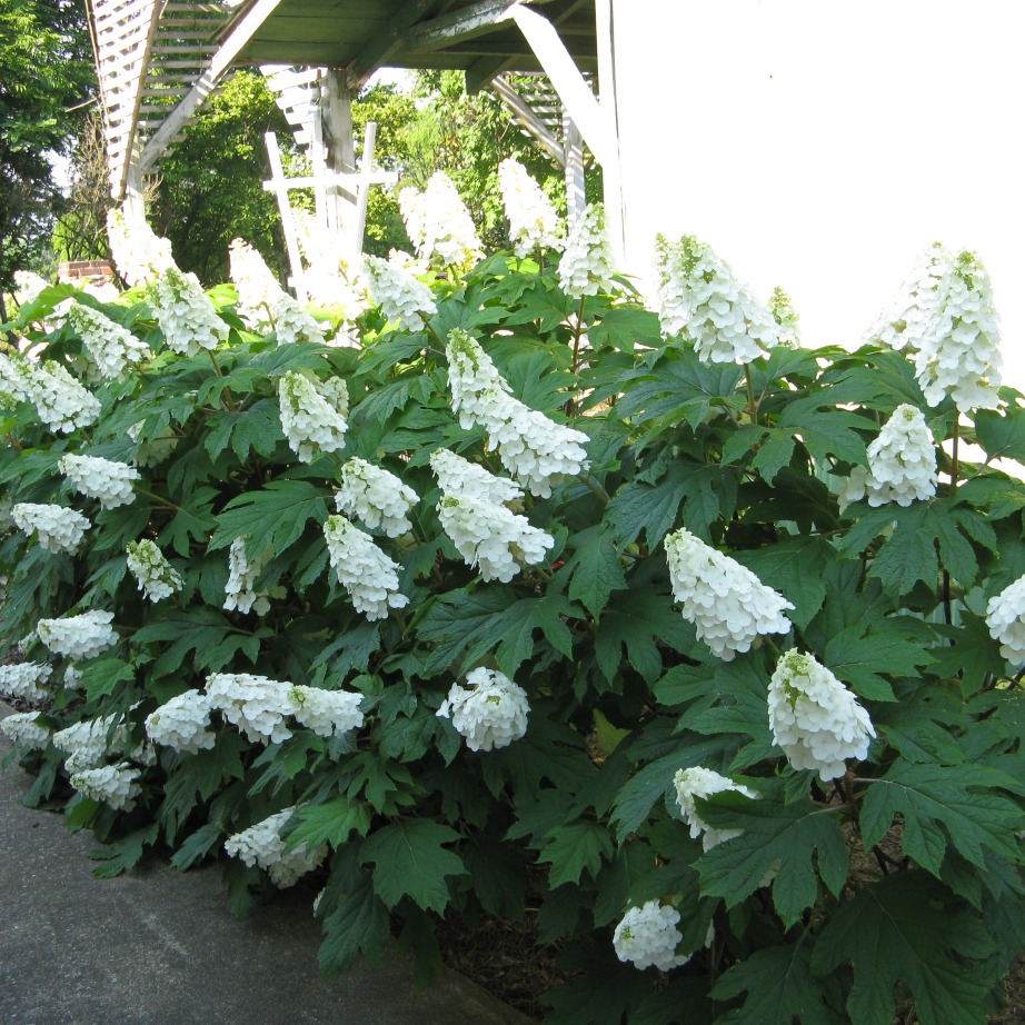 Hydrangea quercifolia 'Brenhill'