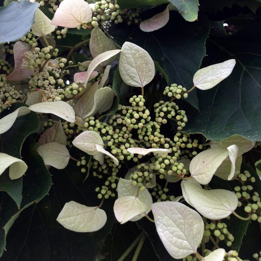 Schizophragma hydrangeoides 'Minsens'
