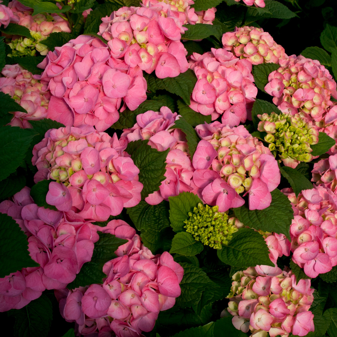 Hydrangea macrophylla 'PIIHM-II'