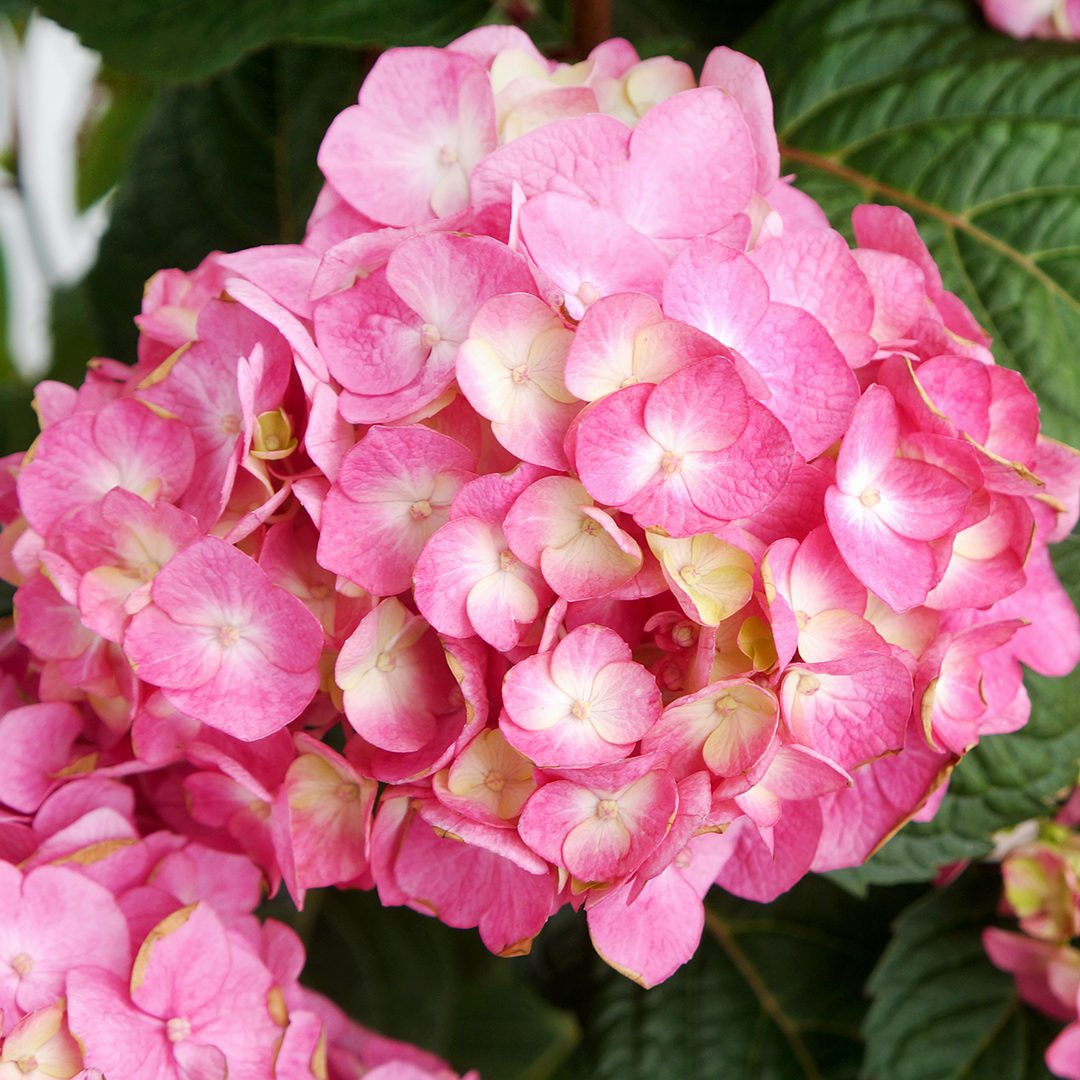 Hydrangea macrophylla 'PIIHM-II'