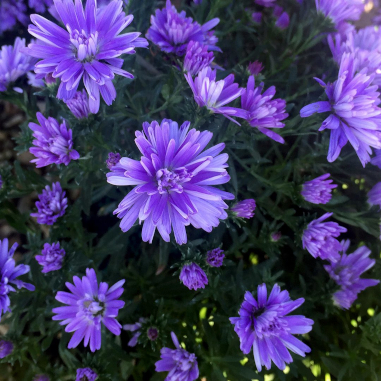 Aster Double Blue