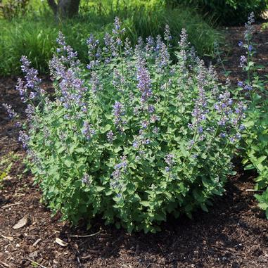 Nepeta x faassenii 'Cat's Meow'