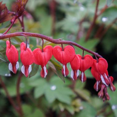Dicentra (Lamprocapnos) spectabalis 'Hordival'