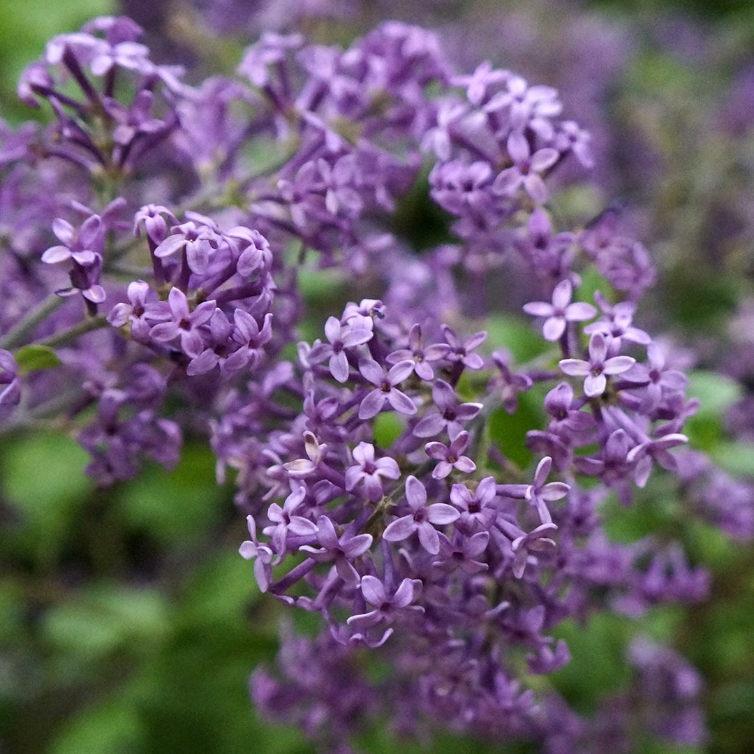 Syringa 'SMSJBP7'