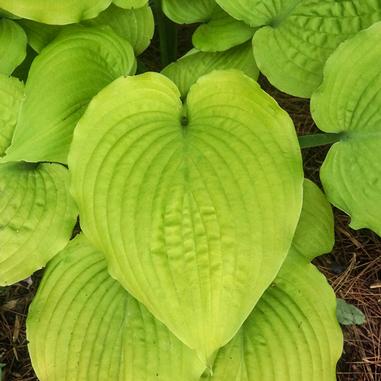 Hosta 'Coast to Coast'