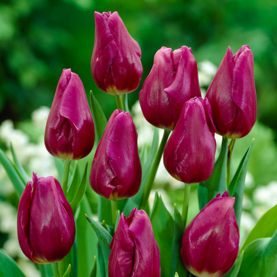 Tulipa 'Passionale'