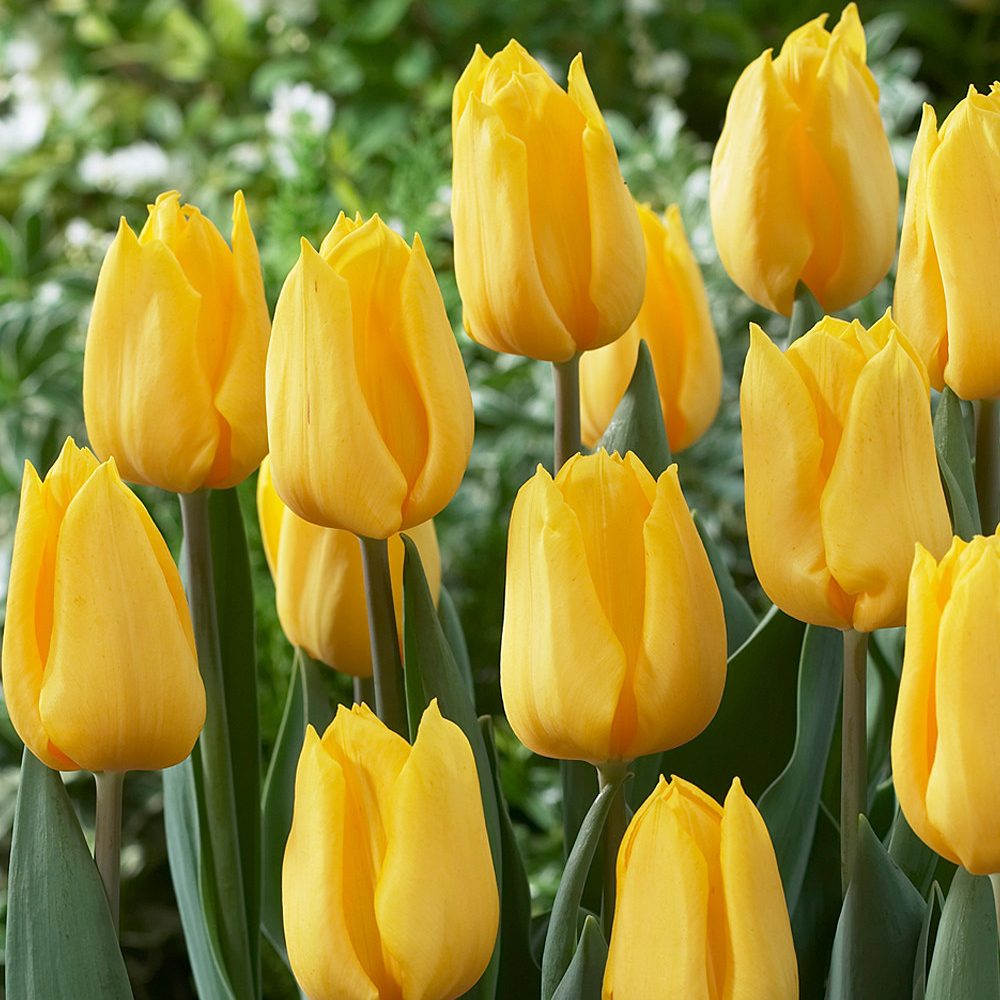Tulipa 'Golden Apeldoorn'