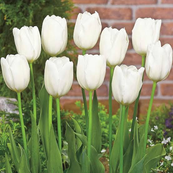 Tulipa 'White Clouds' (50/Bag)
