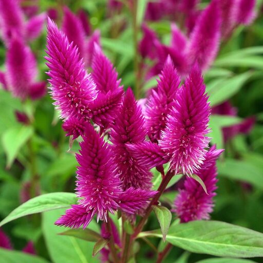 Celosia Dark Purple