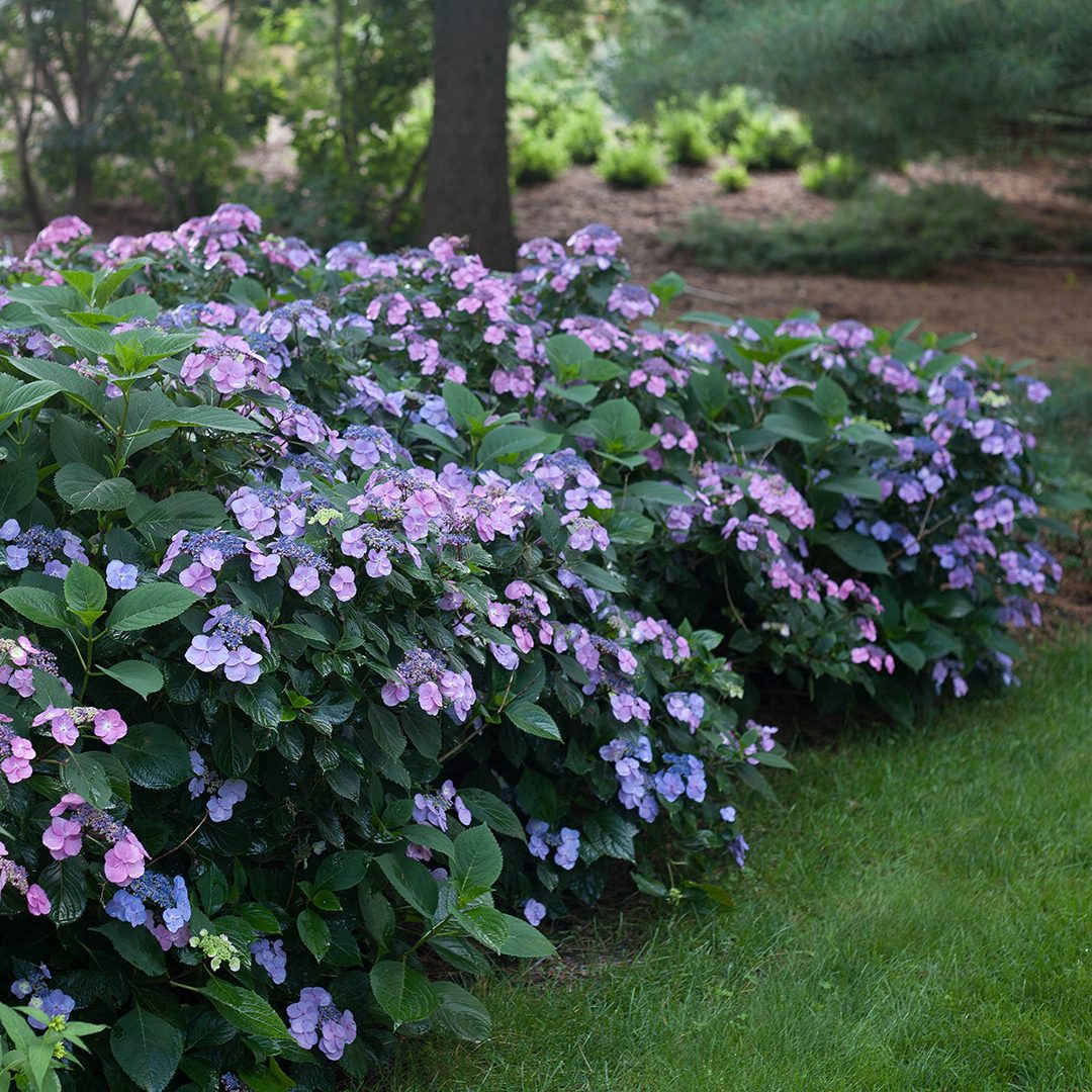Hydrangea serrata 'MAK20'