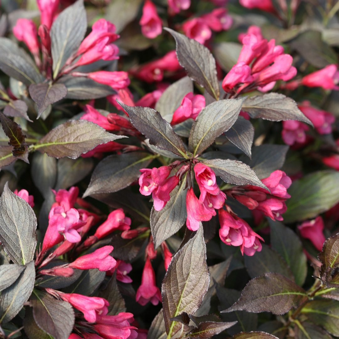 Weigela florida 'Bokraspiwi'